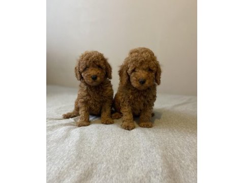 Sevimli red toy poodle erkek kardeşler