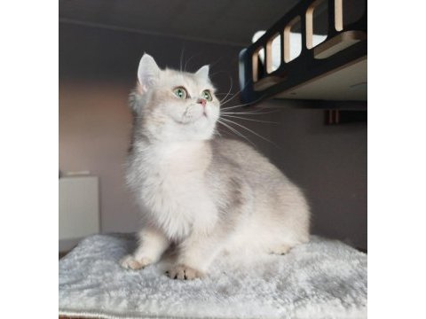 British shorthair şecereli dişi kedimiz