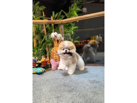 Pomeranian cookie