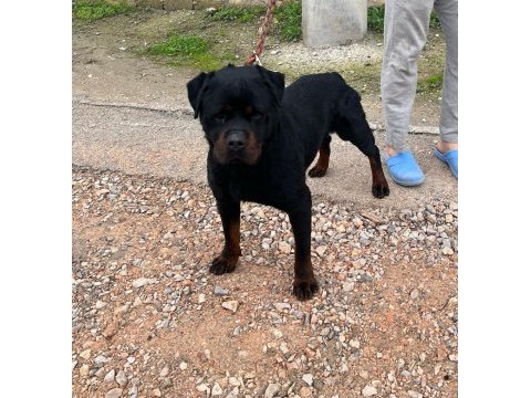 Üst kalite rottweiler