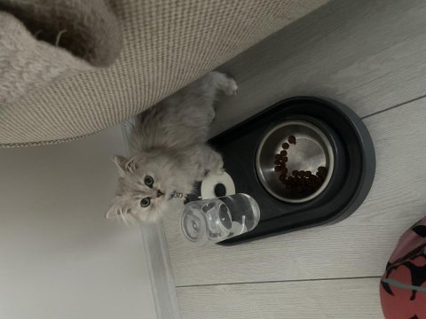 3.5 aylık erkek british longhair