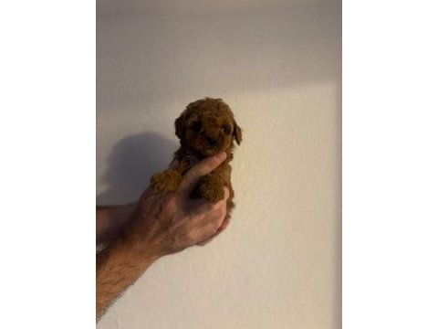 Güzeler güzeli poodle bebekler