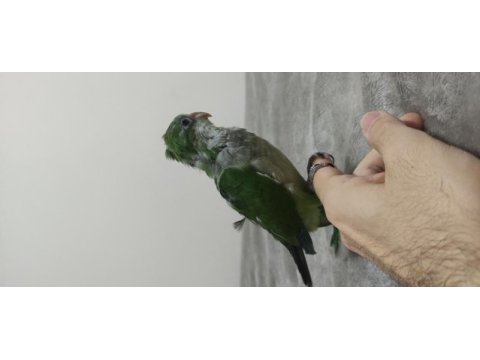 Monk papağanı el beslemesi