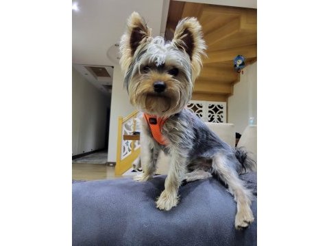 Yaşını yeni doldurmuş yorkshire terrier