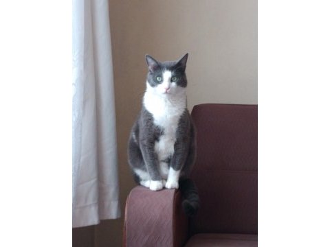 Ücretsiz kedi sahiplendirme