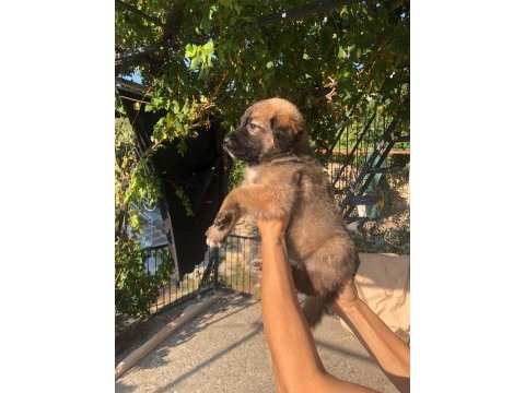 Kafkas çoban köpeği 50 günlük