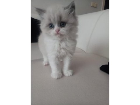 British longhair ve exotic shorthair