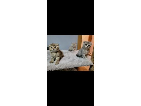 Scottish fold ve british shorthair 2 aylık yavrular..
