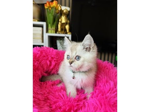 British shorthair silver point