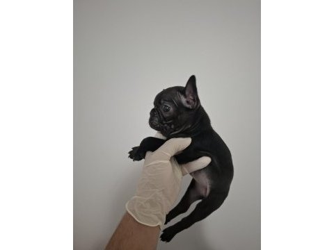 Üst kalite dişi french bulldog yavrumuz