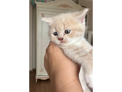 British shorthair bebeklerimize yeni yuva arıyoruz