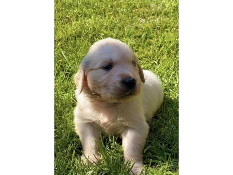 Bebek suratlı golden retriever bebeklerim