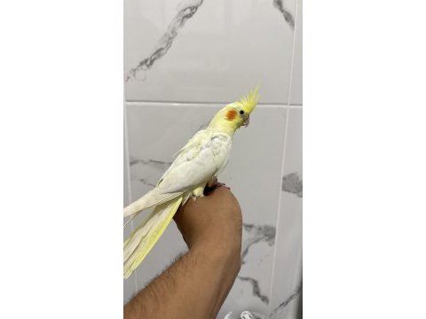 Sultan papağanları için ulaşın