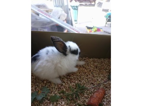 Satılık bebek tavşanlar