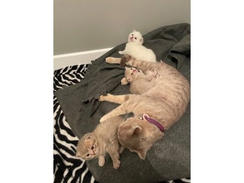 23eylül doğumlu bebeklerimiz scottish fold