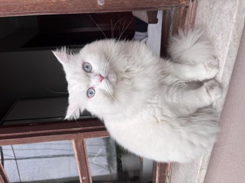 Kedimiz lokum için ömürlük yuva arıyoruz