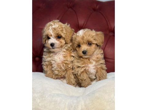 Show kalite maltipoo yavrularımızı canlı görün