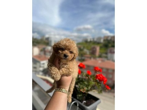 Poodle kalitesinde maltipoo