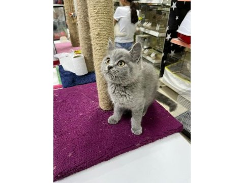 A kalite sağlıklı yavrular british shorthair
