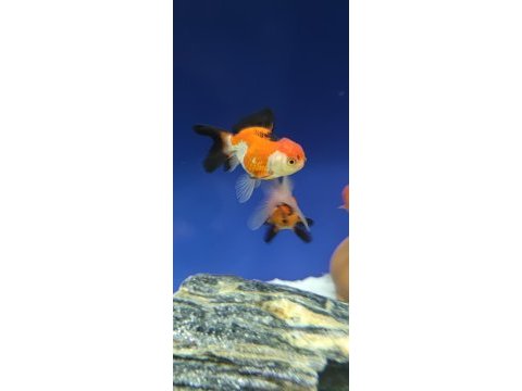 Oranda japon balığı