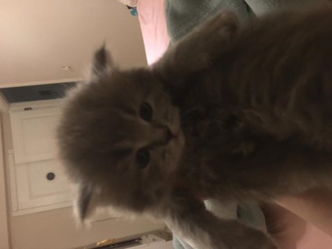 Efsana kedim british shorthair