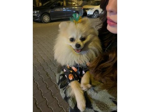 1 yaşında erkek pomeranian boo