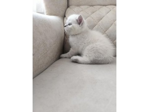 British shorthair şecereli orjinal yavrular