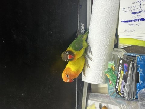 Yavru kardeş evcil cennet papağanı