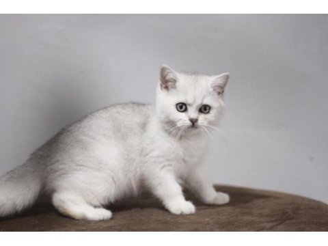 British shorthair yavruları