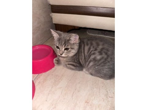Safkan british shorthair flood