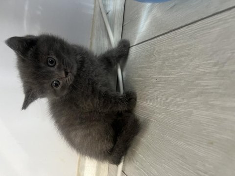 British shorthair
