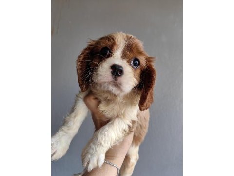 Ev ortamından sağlık ırk garantili cavalier king charles
