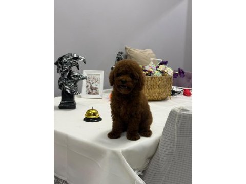 Dişi ve erkek teacup poodle