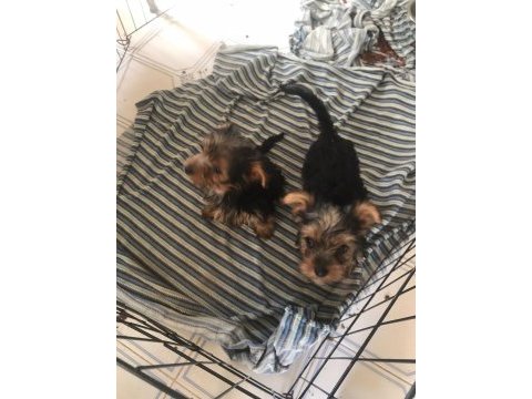 A kalite son 2 bebek yorkshire terrier