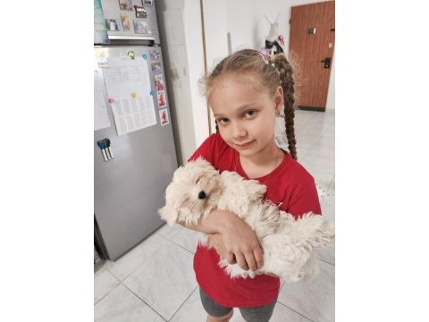 Maltese terrier adrese teslim, kapıda ödeme yapabilirsiniz
