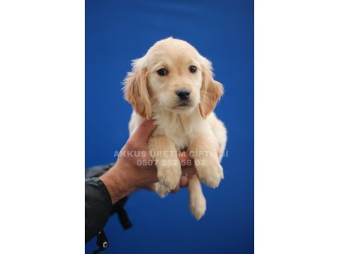 Akkuş üretim çiftliğinden golden retriever yavruları