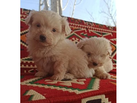 Maltese terrier köpeğimiz