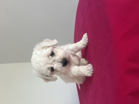 Maltese terrier köpeğimiz