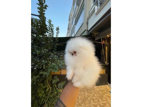 Mersin pomeranian boo yavrusu