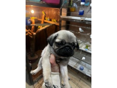 Pug bebeklerimiz yeni ailelerini bekliyor