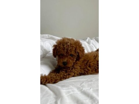 Toy poodle yavrularımız
