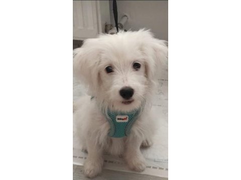 Acil satılık terrier