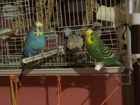 Çeşitli renkli muhabbet kuşları
