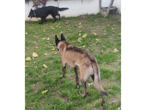 Alan koruma belçika malinois