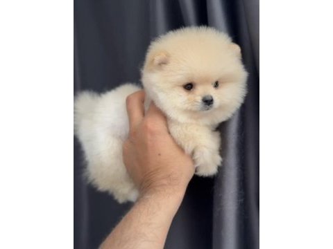 2 aylık erkek pomeranian yavru