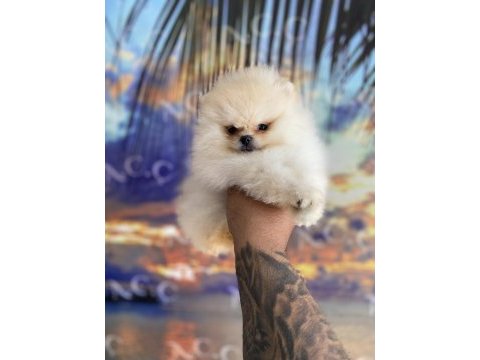 Irk ve sağlık garantili pomeranian