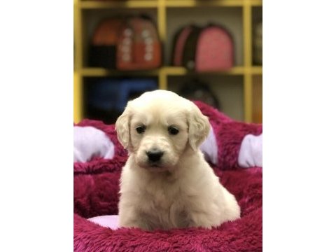 Bebekler bebeği golden retriever yavrularım 