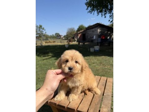 Sütlü kahveli küt burun maltipoo kızımız