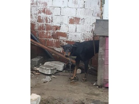 Yer ve iyi bakılmadığından sebep doberman sahiplendiriyorum