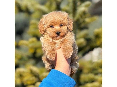 2.5 aylık erkek yavru maltipoo